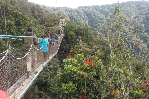 Een 4-daagse chimpansee trektocht in Rwanda