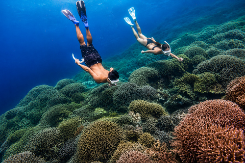 Cebu: 2-Day Camping, Kawasan & Moalboal Adventure