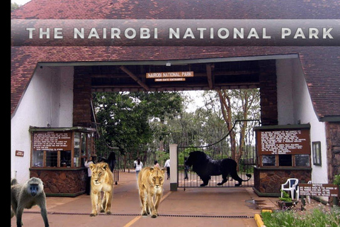 Halve dag nationaal park Nairobi