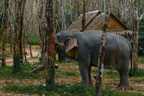 Khaolak : visite guidée du sanctuaire des éléphants avec transferts à l&#039;hôtel