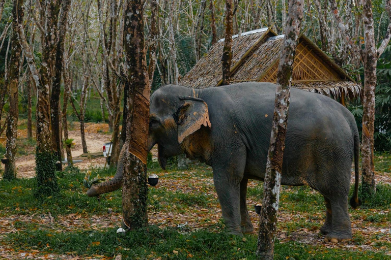 Khaolak: Elephant Sanctuary Geführte Tour mit Hoteltransfers