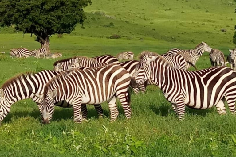 4-Day Group Joining Safari, Tarangire, Manyara & Ngorongoro