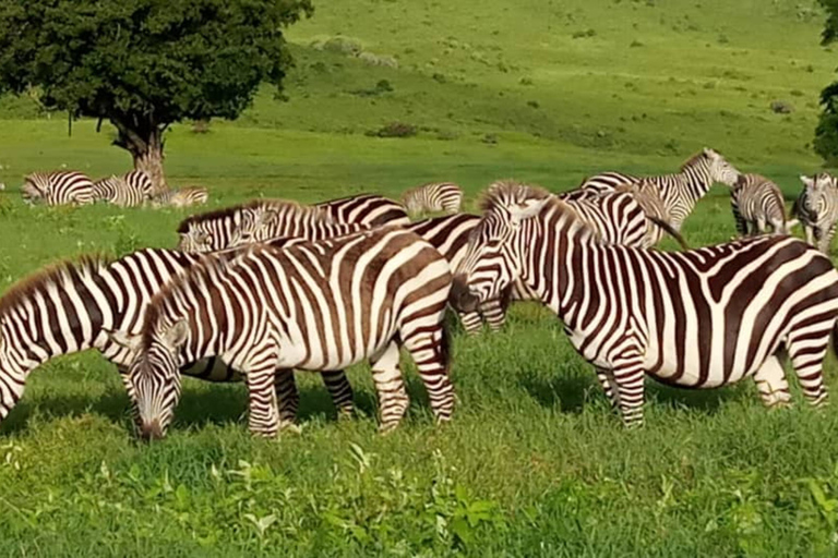 Safári de 4 dias em grupo, Tarangire, Manyara e Ngorongoro