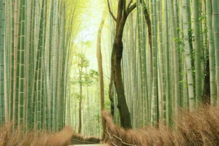 Tokyo: 7-Day Japan Highlights Private Guided Tour