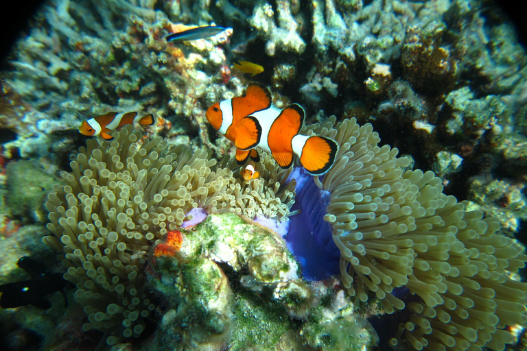 Wyspa Similan - nurkowanie z rurkąOpcja łodzi motorowej