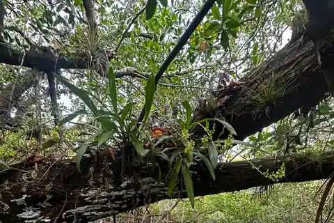 Everglades: Private Kayak Tour with Guide