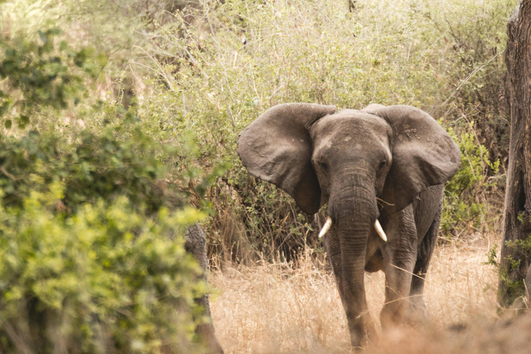 3-dniowe prywatne safari Tarangire Manyara i krater Ngorongoro