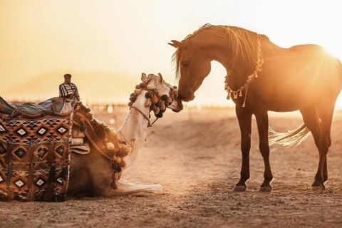 Sharm: Aventura árabe a caballo y paseo en camello con desayunoSharm: Aventura en el desierto a caballo y en camello con desayuno