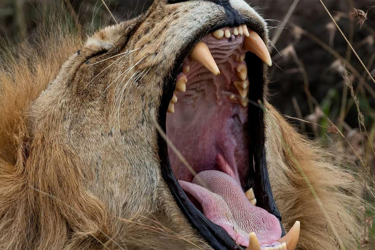 Overnight Safari to Tsavo East From Diani Beach