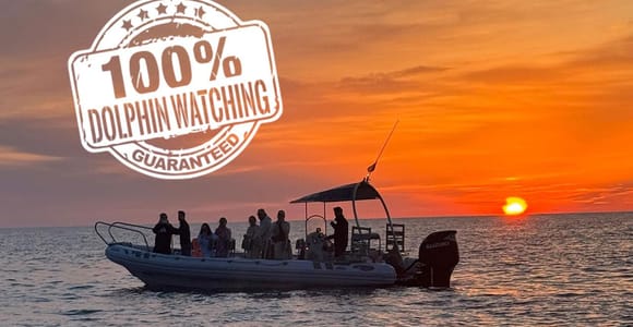 Alcúdia: Delfinsichtung, 100%-Garantie, halbtägige private Tour