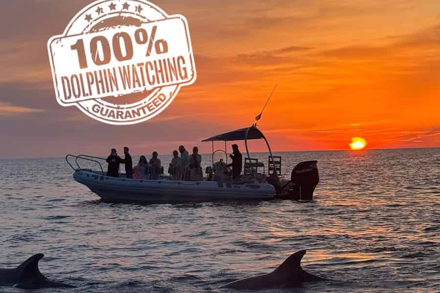 Alcúdia: Delfinsichtung, 100%-Garantie, halbtägige private Tour. Foto: GetYourGuide Alcúdia: Delfinsichtung, 100%-Garantie, halbtägige private Tour. Foto: GetYourGuide
