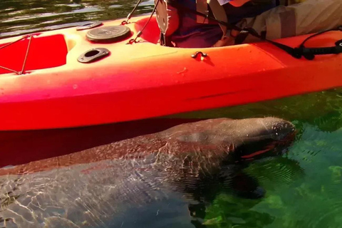 Blue Springs: Manatee Kayak Tour solo kayak