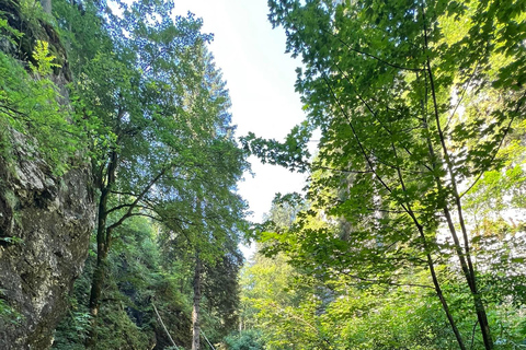 From Bled: Half-Day Pokljuka Gorge Trail Hike (Private)