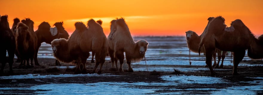 Oulan-Bator : Circuit hivernal de 4 jours dans le centre de la Mongolie