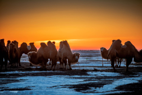 &quot;3 dagen winterse magie in Centraal-Mongolië&quot;.Winterreis in Mongolië