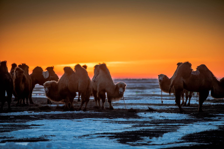 &quot;3 dagen winterse magie in Centraal-Mongolië&quot;.Winterreis in Mongolië