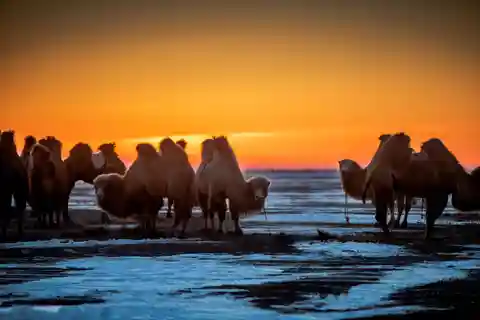 Ulaanbaatar: 4-Day Central Mongolia Winter Tour