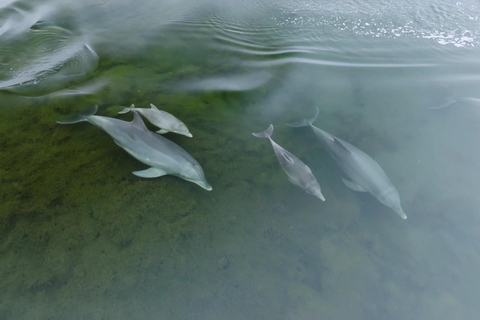Koombana Bay: Dolphin Eco Cruise