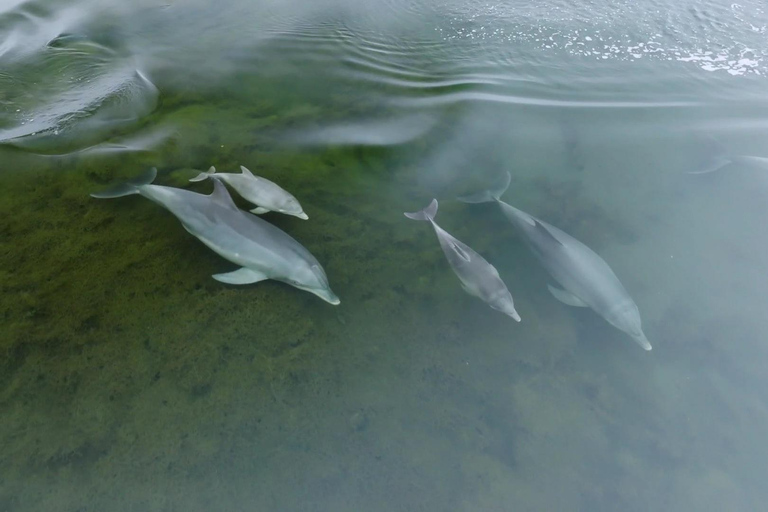 Koombana Bay: Dolphin Eco Cruise