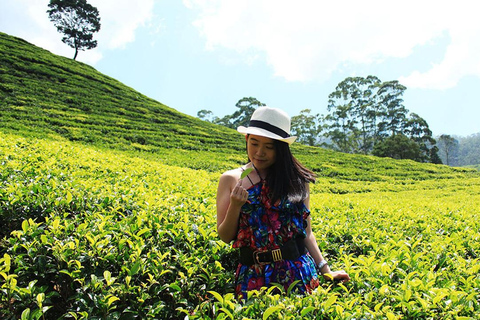 Nuwara Eliya to Kandy: Transfer with Waterfall & Tea Tour
