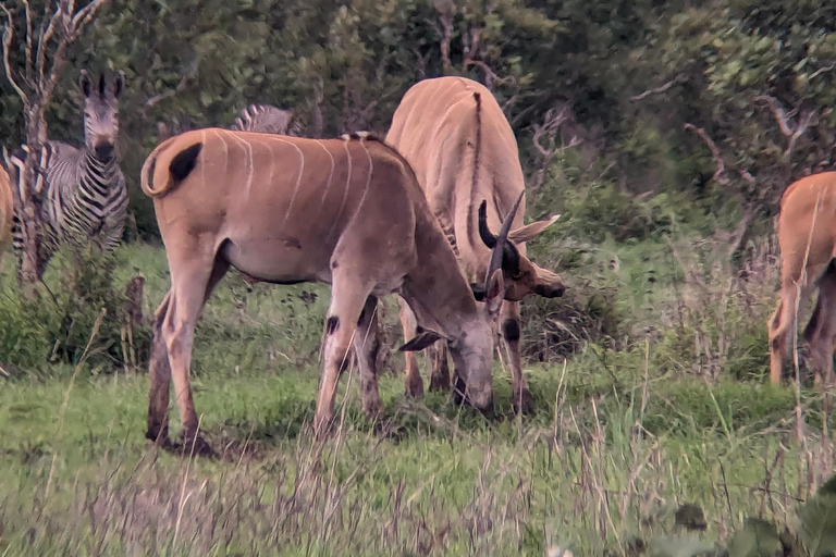 Arusha: 4 giorni di safari nel Serengeti e nel cratere del NgorongoroSafari privato