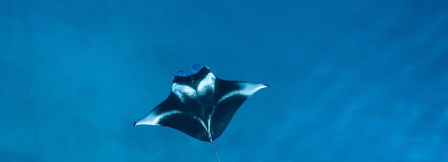 Nusa Penida : plongée avec tuba dans 3 sites avec GoPro et kayak dans les mangroves