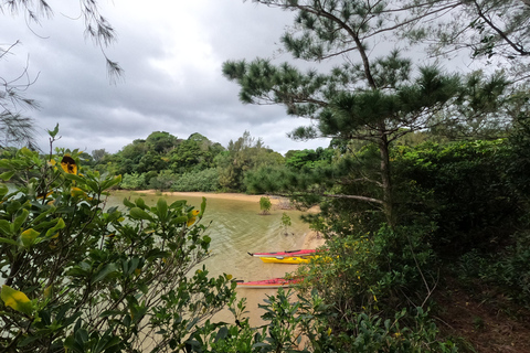Okinawa: Private Kayak Mangrove or Reef with Native EnglishOkinawa: Private Kayak Tour with English-Speaking Guide