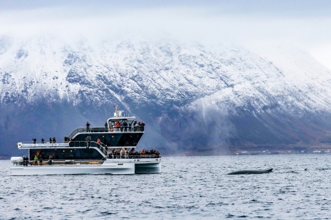 Tromsø : Observation des baleines en catamaran hybride-électriqueDe Tromsø : sortie d’observation des baleines en catamaran
