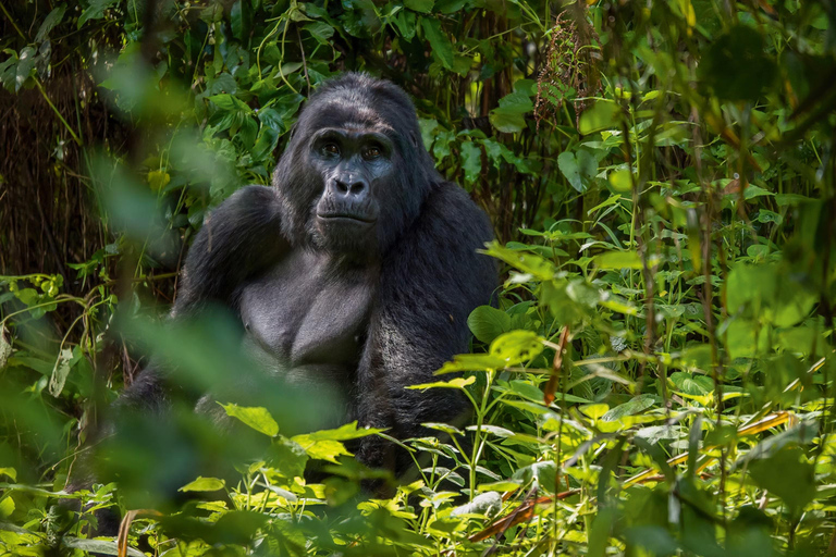 Entebbe: 3-Day Bwindi Gorilla Trekking and Batwa Visit
