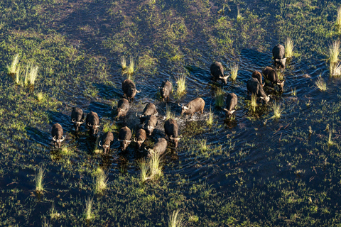 Maun: 45 Minute Doors-Off Scenic Flight Maun: 45 Minute Doors-Off Scenic Flight with Pick-Up