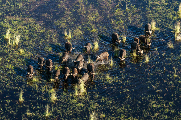 Maun: 45 Minute Doors-Off Scenic Flight Maun: 45 Minute Doors-Off Scenic Flight with Pick-Up