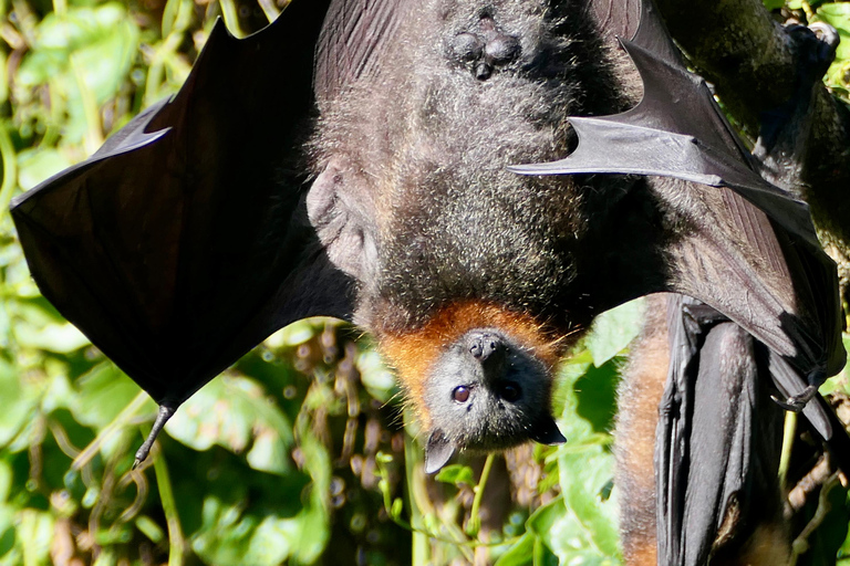 Sydney: Flying Fox Tour, Australia's Largest Bats Flying Fox Tour: Sydney's only Bat tour