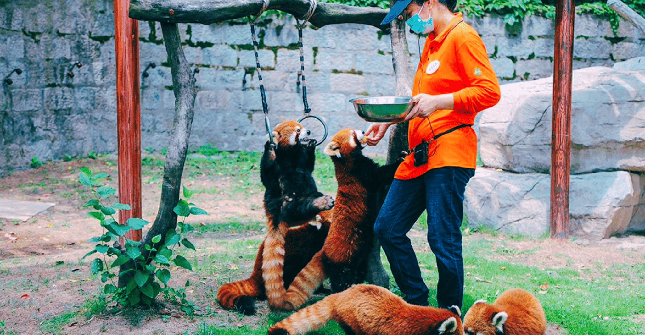 Shanghai: Wild Animal Park Ticket photo 3
