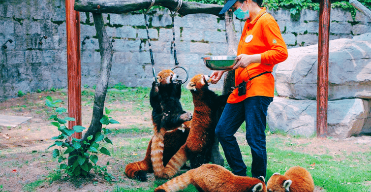 Shanghai: Wild Animal Park Ticket photo 3