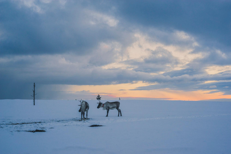 Saariselkä: CAMINHADA GUIADA COM RAQUETES DE NEVE NA FLORESTASaariselkä: CAMINHADA GUIADA NA FLORESTA COM RAQUETES DE NEVE