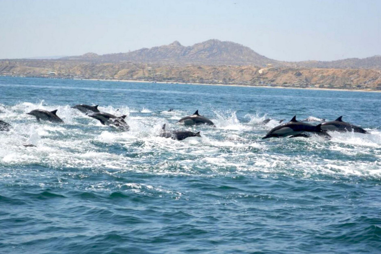 From Tumbes/Zorritos: Whale Watching & Sea Turtle Swim Tour