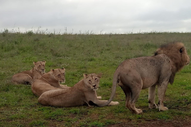 Safari de 3 días y 2 noches por Amboseli.Excursión de safari de 3 días y 2 noches a Amboseli.