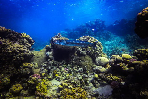 Mergulho em Aqaba e cursos de mergulho