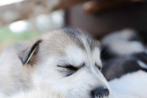 Rovaniemi: Insider 10 km Husky Sled Ride