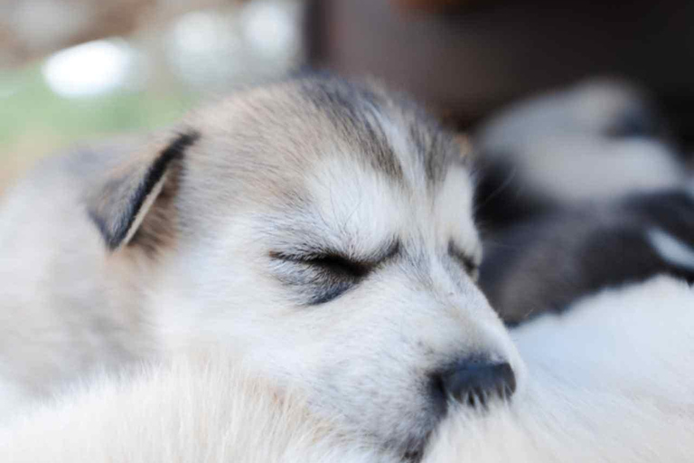 Rovaniemi: Insider 10 km Husky Sled Ride