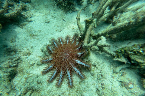 Zanzibar: Salaam cave sea turtles, Star fish & Blue Lagoon Tour without hotel pick up and drop off