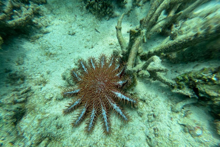 Zanzibar: Salaam cave sea turtles, Star fish & Blue Lagoon Tour without hotel pick up and drop off