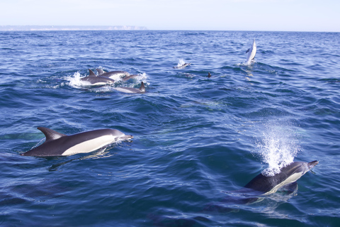 Lissabon: Bootstour zur DelfinbeobachtungLissabon: Bootstour mit Delfinbeobachtung