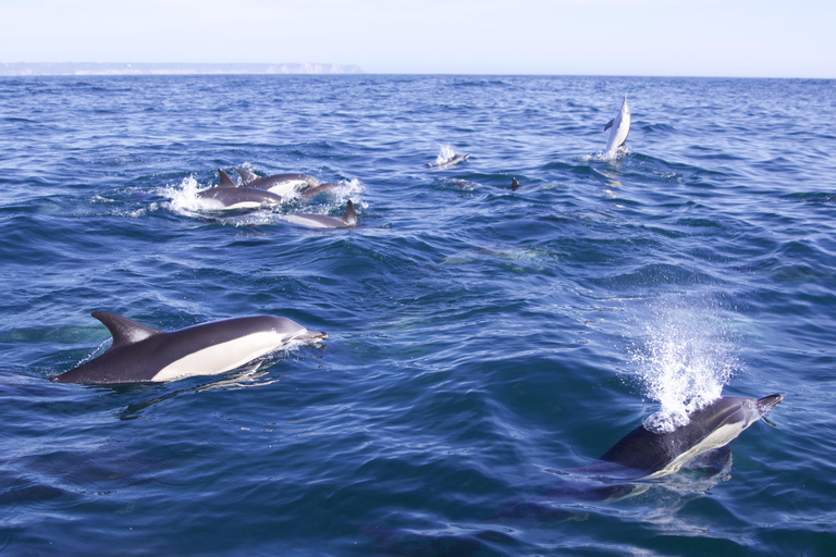 Lisbon: Dolphin Watching Boat Tour