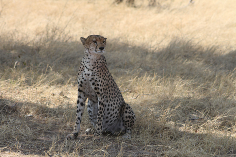 Victoria Falls: Safari game drive tour 3 hours