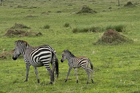 Safári econômico de 4 dias em Masai Mara e Lake Nakuru