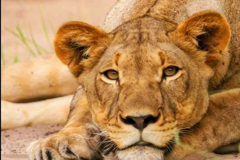 Schotia Safari – Big 5 Experience with High Lion Sightings