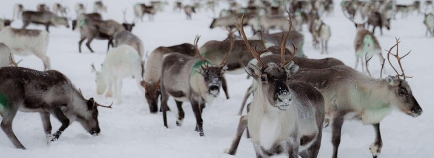 Une journée avec des éleveurs de rennes dans la nature sauvage