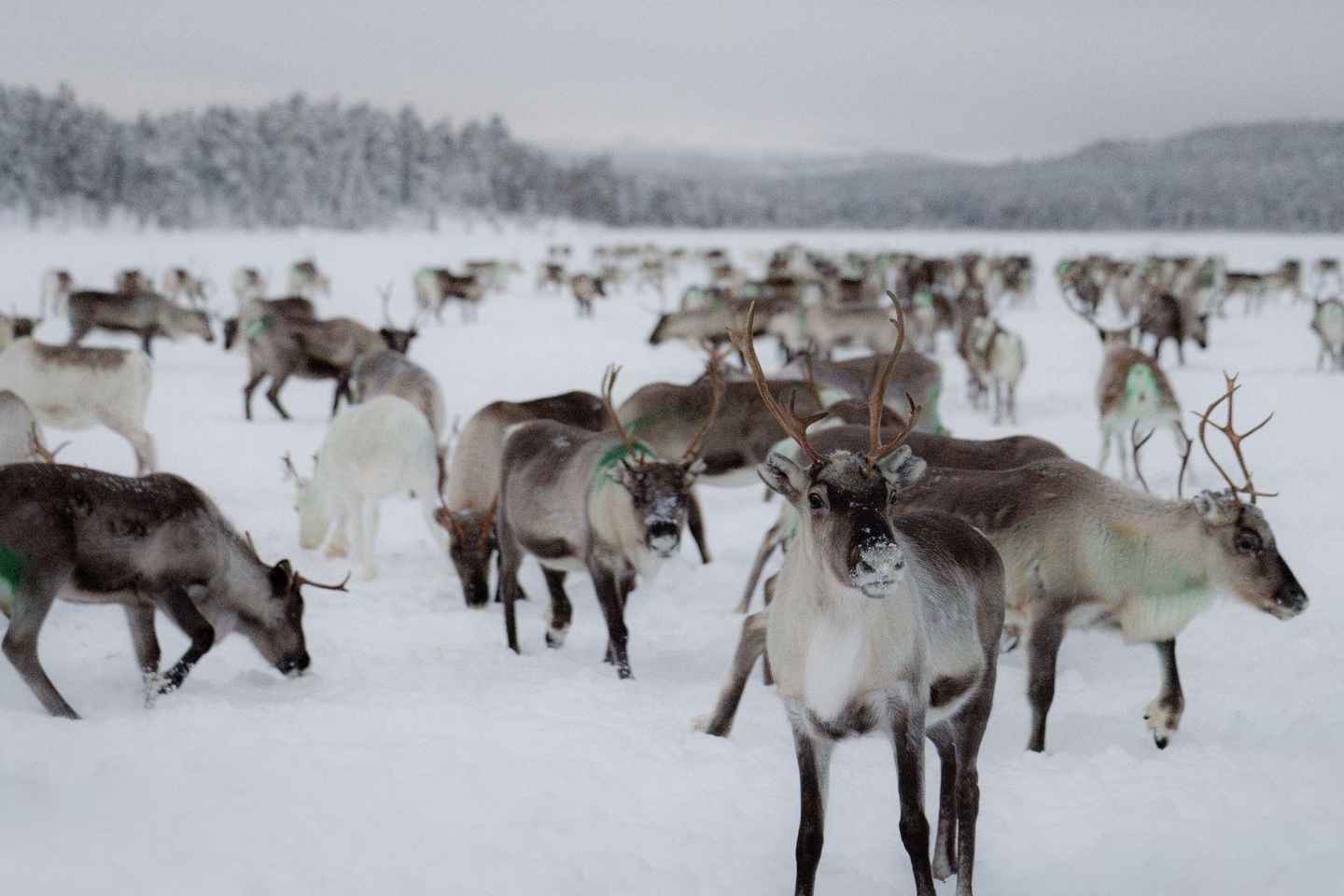 A day with reindeer herders in the wilderness