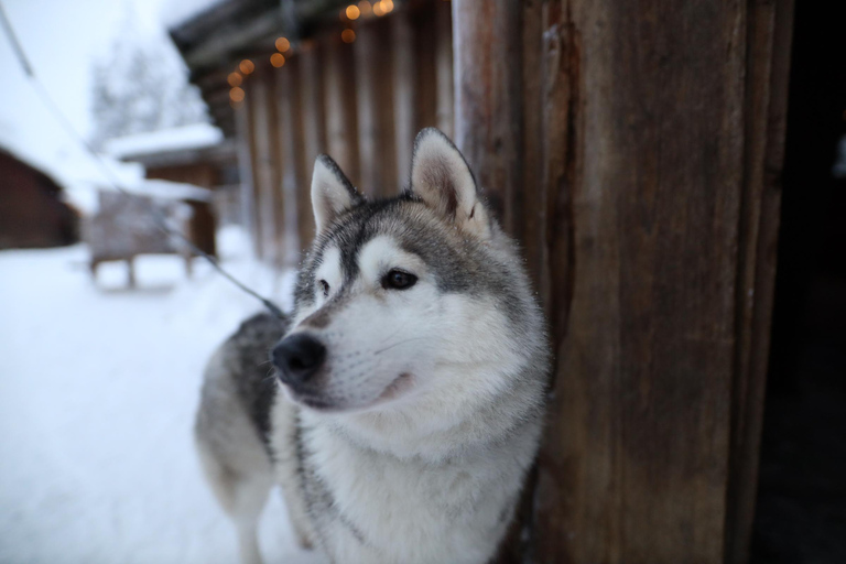 Rovaniemi: Besuch einer Husky- und Rentierfarm mit Schlittenfahrten